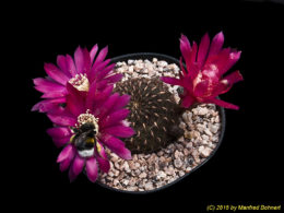 Sulcorebutia tiraquensis Form Julpe G186a 2012